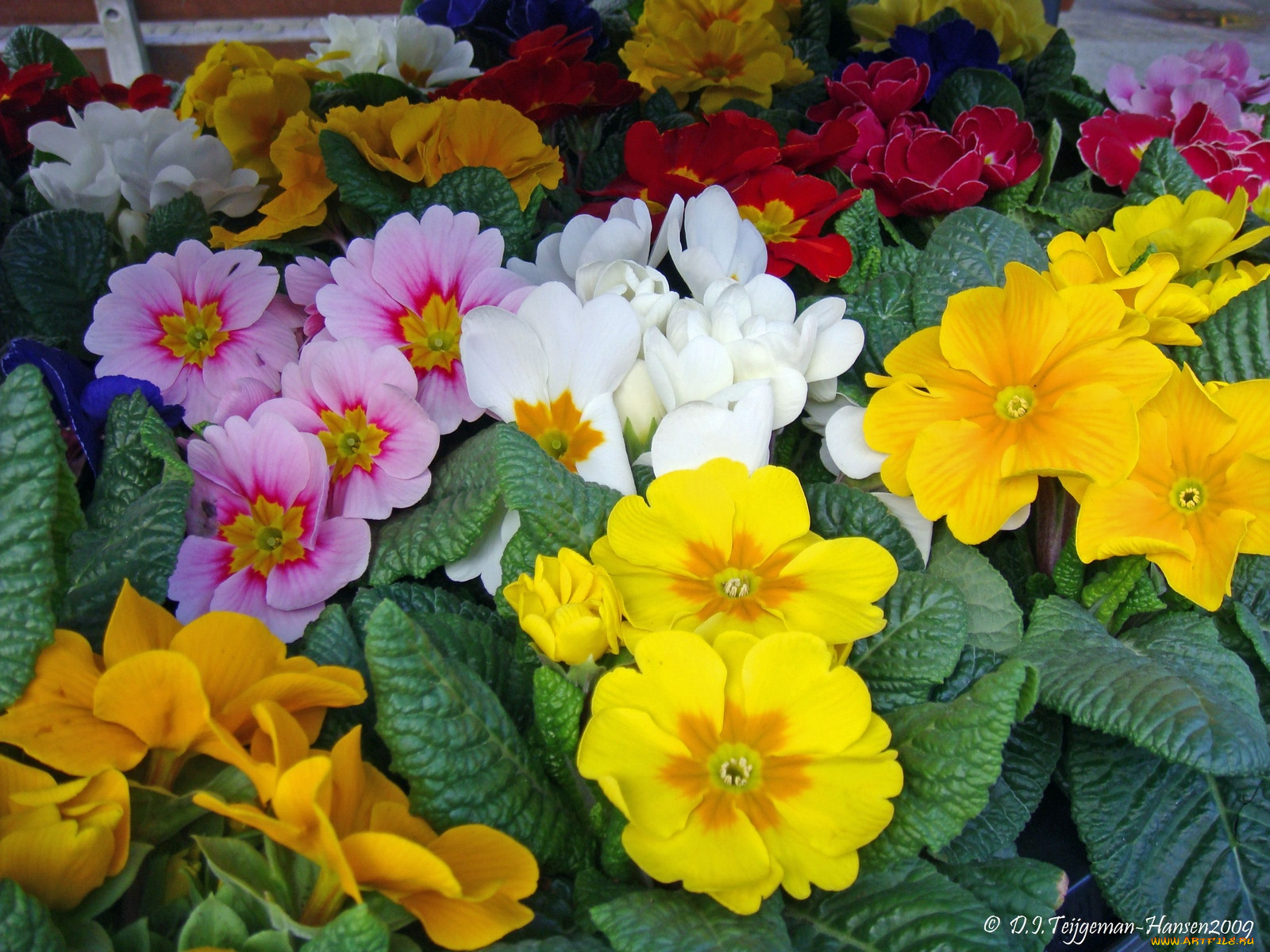 primulas, , 